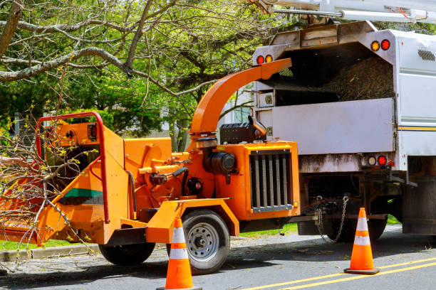 How Our Tree Care Process Works  in Bedford, OH